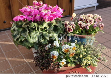 A pot of frilly cyclamen and frilly pansies 134812078