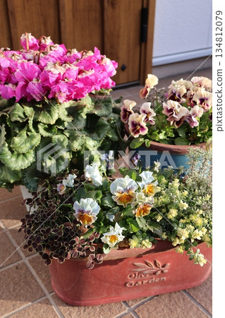 A pot of frilly cyclamen and frilly pansies A pot of frilly cyclamen and frilly pansies 134812079
