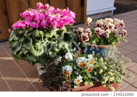 A pot of frilly cyclamen and frilly pansies A pot of frilly cyclamen and frilly pansies 134812080