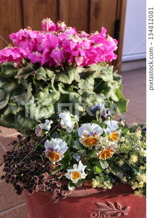 A pot of frilly cyclamen and frilly pansies A pot of frilly cyclamen and frilly pansies 134812081