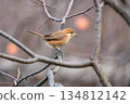 A female bush warbler perched on a branch 134812142