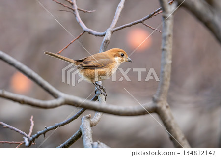 一隻雌性灌叢鶯棲息在樹枝上 134812142