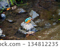 A kingfisher resting on a rock with a shrimp in its mouth 134812235
