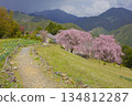 Double-flowered red weeping cherry blossoms at Hatenashi Village, a World Heritage Site on the Kumano Kodo Kohechi Trail 134812287