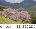 Double-flowered red weeping cherry blossoms at Hatenashi Village, a World Heritage Site on the Kumano Kodo Kohechi Trail 134812288