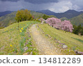Double-flowered red weeping cherry blossoms at Hatenashi Village, a World Heritage Site on the Kumano Kodo Kohechi Trail 134812289