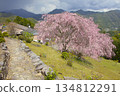 Double-flowered red weeping cherry blossoms at Hatenashi Village, a World Heritage Site on the Kumano Kodo Kohechi Trail 134812291