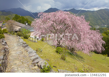 Double-flowered red weeping cherry blossoms at Hatenashi Village, a World Heritage Site on the Kumano Kodo Kohechi Trail Double-flowered red weeping cherry blossoms at Hatenashi Village, a World Heritage Site on the Kumano Kodo Kohechi Trail 134812291