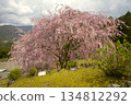 Double-flowered red weeping cherry blossoms at Hatenashi Village, a World Heritage Site on the Kumano Kodo Kohechi Trail 134812292