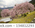 Double-flowered red weeping cherry blossoms at Hatenashi Village, a World Heritage Site on the Kumano Kodo Kohechi Trail 134812293