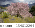 Double-flowered red weeping cherry blossoms at Hatenashi Village, a World Heritage Site on the Kumano Kodo Kohechi Trail 134812294