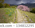 Double-flowered red weeping cherry blossoms at Hatenashi Village, a World Heritage Site on the Kumano Kodo Kohechi Trail 134812295
