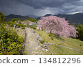 Double-flowered red weeping cherry blossoms at Hatenashi Village, a World Heritage Site on the Kumano Kodo Kohechi Trail 134812296