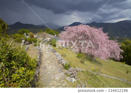 在熊野古道小邊地步道上的世界遺產地畑無村,盛開著重瓣紅色垂枝櫻花。 在熊野古道小邊地步道上的世界遺產地畑無村,盛開著重瓣紅色垂枝櫻花。 134812296