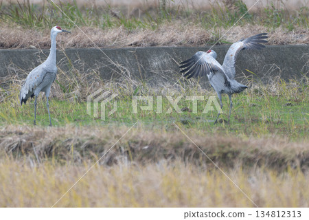 sandhill crane mating dance sandhill crane mating dance 134812313