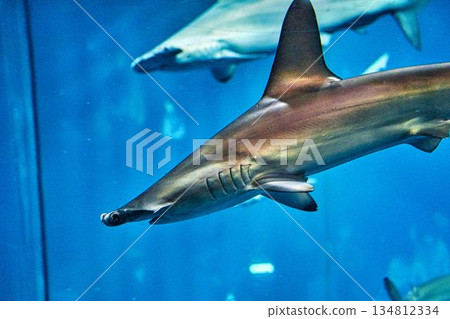 Smoked shark Smoked shark 134812334