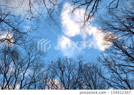 Winter sky and dead tree 134812367