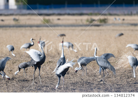 The mating calls of white-naped cranes 134812374
