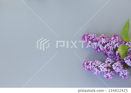 Lilac bouquet from above on a minimalistic gray background for design Lilac bouquet from above on a minimalistic gray background for design 134812425