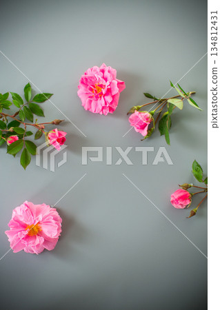 Minimalist garden rose arrangement on a gray background 134812431
