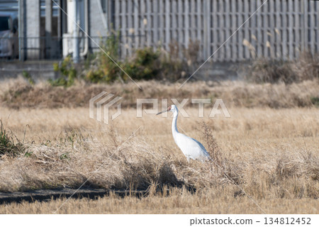 Sodogro crane Sodogro crane 134812452