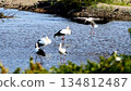 Storks, Tenjin River, Kurayoshi City 134812487