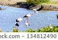Storks, Tenjin River, Kurayoshi City 134812490