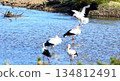 Storks, Tenjin River, Kurayoshi City 134812491