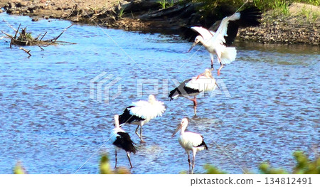 倉吉市天神河鸛 134812491