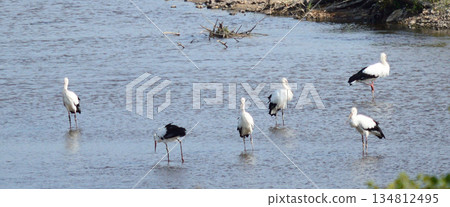 Storks, Tenjin River, Kurayoshi City Storks, Tenjin River, Kurayoshi City 134812495