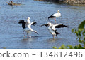 Storks, Tenjin River, Kurayoshi City 134812496