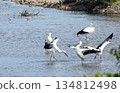 Storks, Tenjin River, Kurayoshi City 134812498