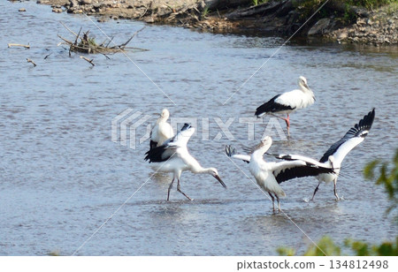 倉吉市天神河鸛 倉吉市天神河鸛 134812498