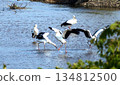 Storks, Tenjin River, Kurayoshi City 134812500