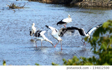 倉吉市天神河鸛 倉吉市天神河鸛 134812500