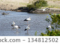 Storks, Tenjin River, Kurayoshi City 134812502