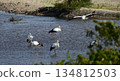 Storks, Tenjin River, Kurayoshi City 134812503
