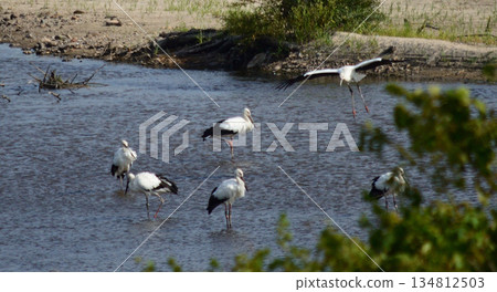 Storks, Tenjin River, Kurayoshi City Storks, Tenjin River, Kurayoshi City 134812503