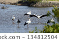 Storks, Tenjin River, Kurayoshi City 134812504