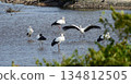 Storks, Tenjin River, Kurayoshi City 134812505