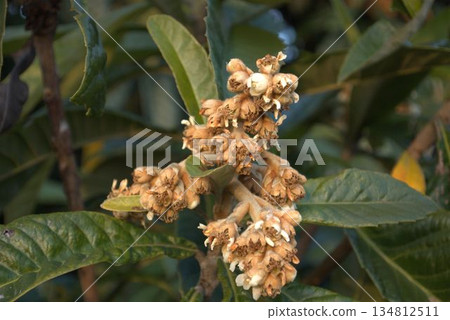 枇杷花和花苞開始綻放 134812511