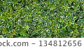 Green Variegated Leaves Texture Background with Fresh Tropical Foliage Pattern 134812656