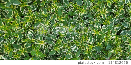 Green Variegated Leaves Texture Background with Fresh Tropical Foliage Pattern 134812656
