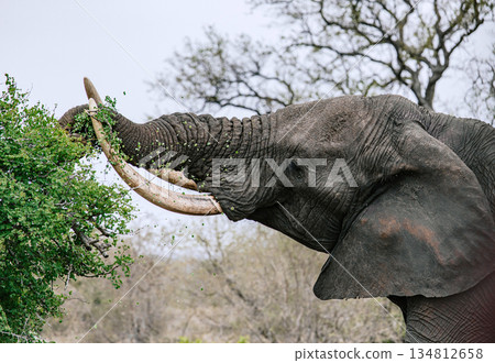 Elephant using its trunk to eat leaves from a green tree. Wild animal feeding Elephant using its trunk to eat leaves from a green tree. Wild animal feeding 134812658