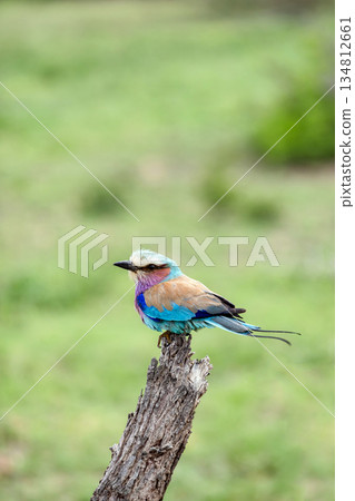 Lilac-breasted roller bird perched on a wooden stump in grassy safari landscape 134812661
