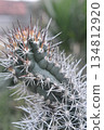 Close Up Cactus with Sharp Spines Texture Background Showing Desert Plant Detail 134812920