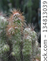 Green Cactus Plant Close Up with Soft Spines Natural Desert Succulent Background 134813039