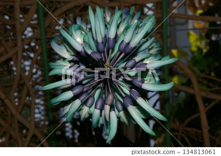 稀有花卉:靛藍玉藤 稀有花卉:靛藍玉藤 134813061