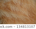 Soft Brown Animal Fur Texture Background with Natural Hair Pattern Close Up 134813107