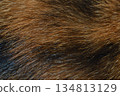 Natural Brown Fur Texture Close Up Organic Mammal Hair Background 134813129